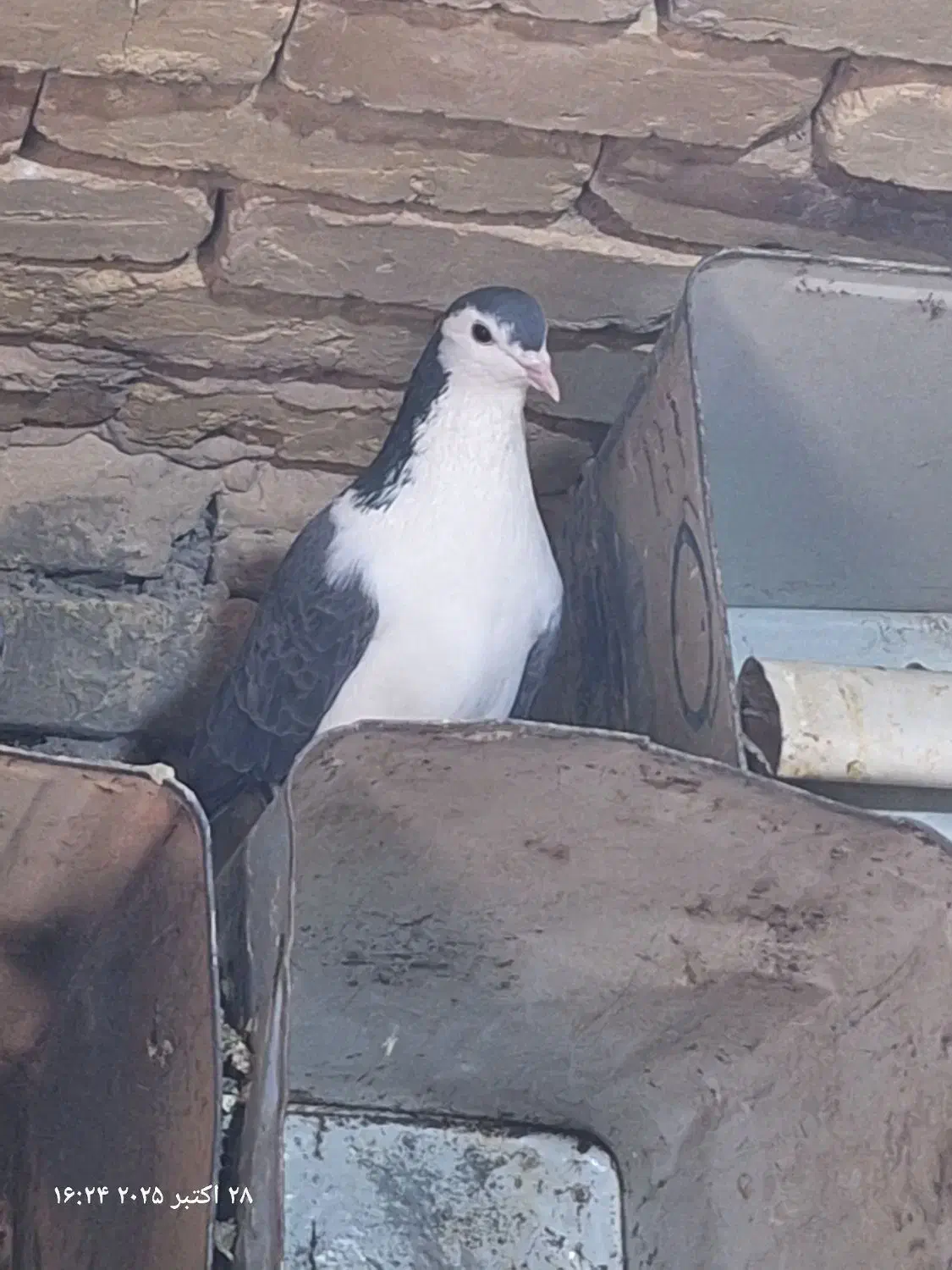 جفت اصفهانی با دو تا تخم|پرنده|بافق, |دیوار