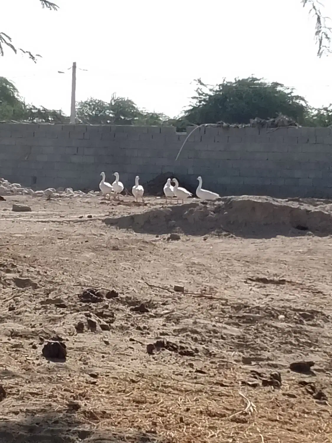 غاز|حیوانات مزرعه|تخت, |دیوار