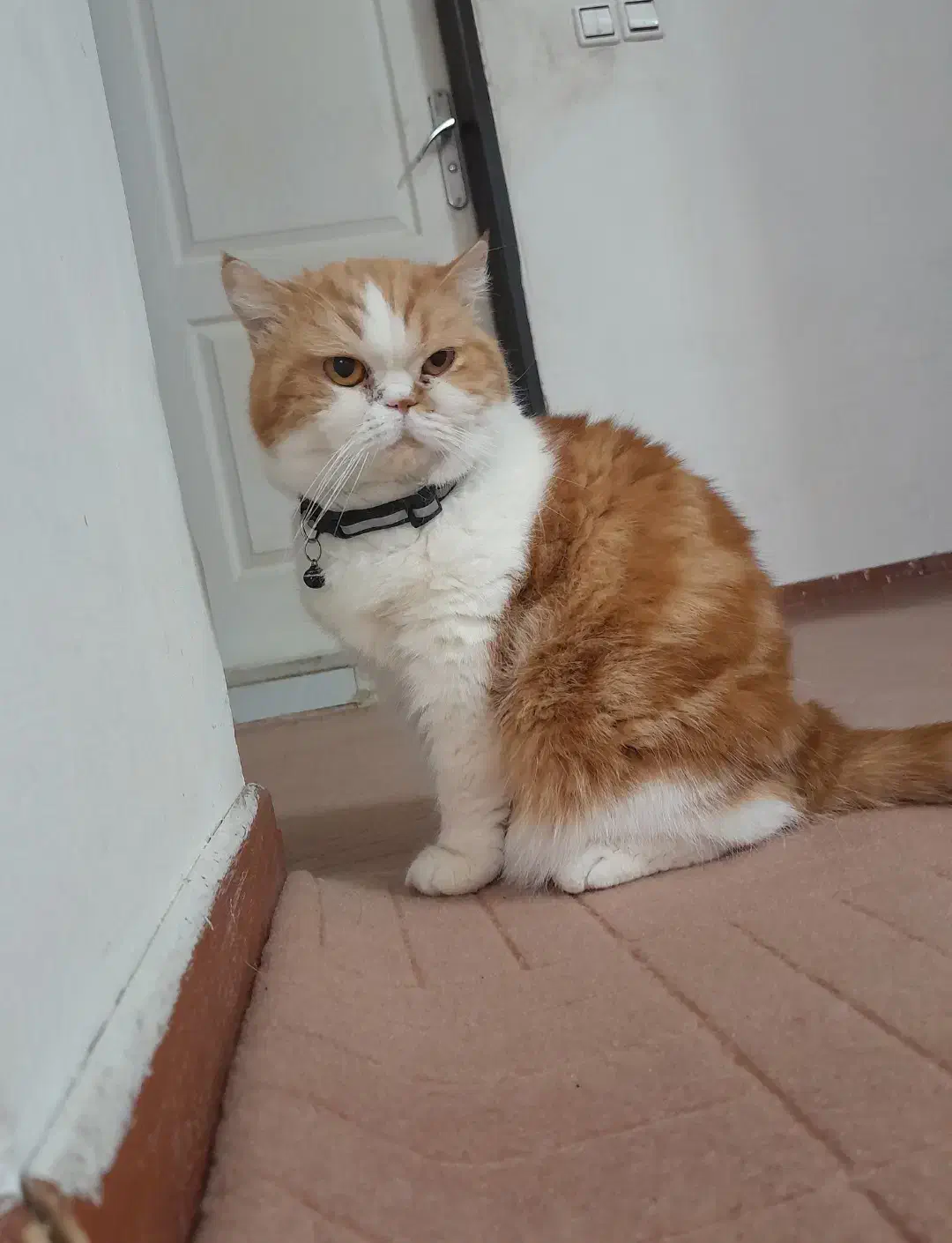 گربه پرشین|گربه|قم, پردیسان|دیوار