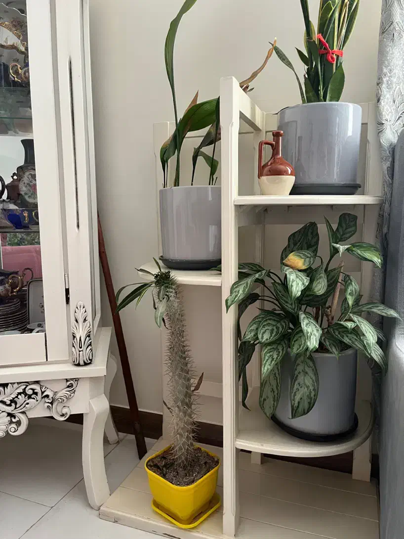 جا گلدان و گل|گل و گیاه طبیعی|پردیس, فاز ۵|دیوار