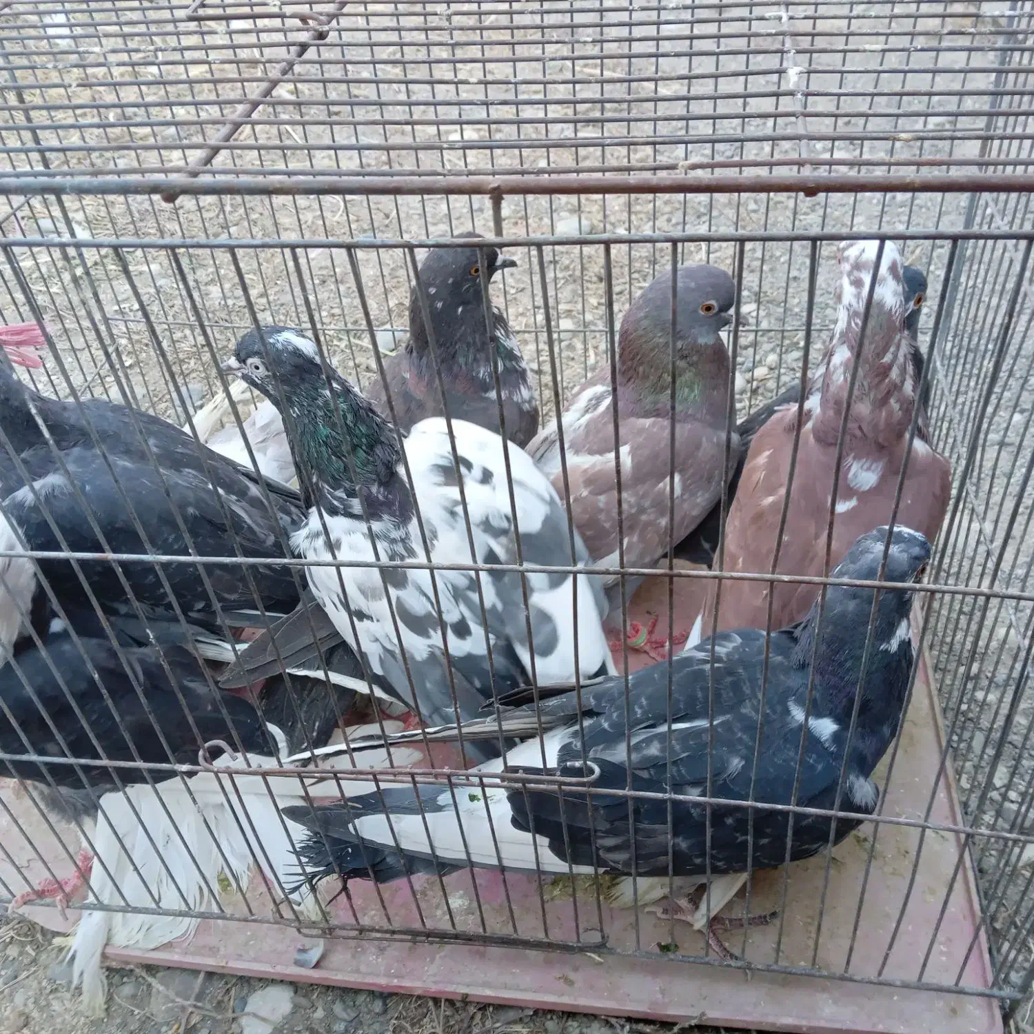 کفتر|پرنده|نقده, |دیوار