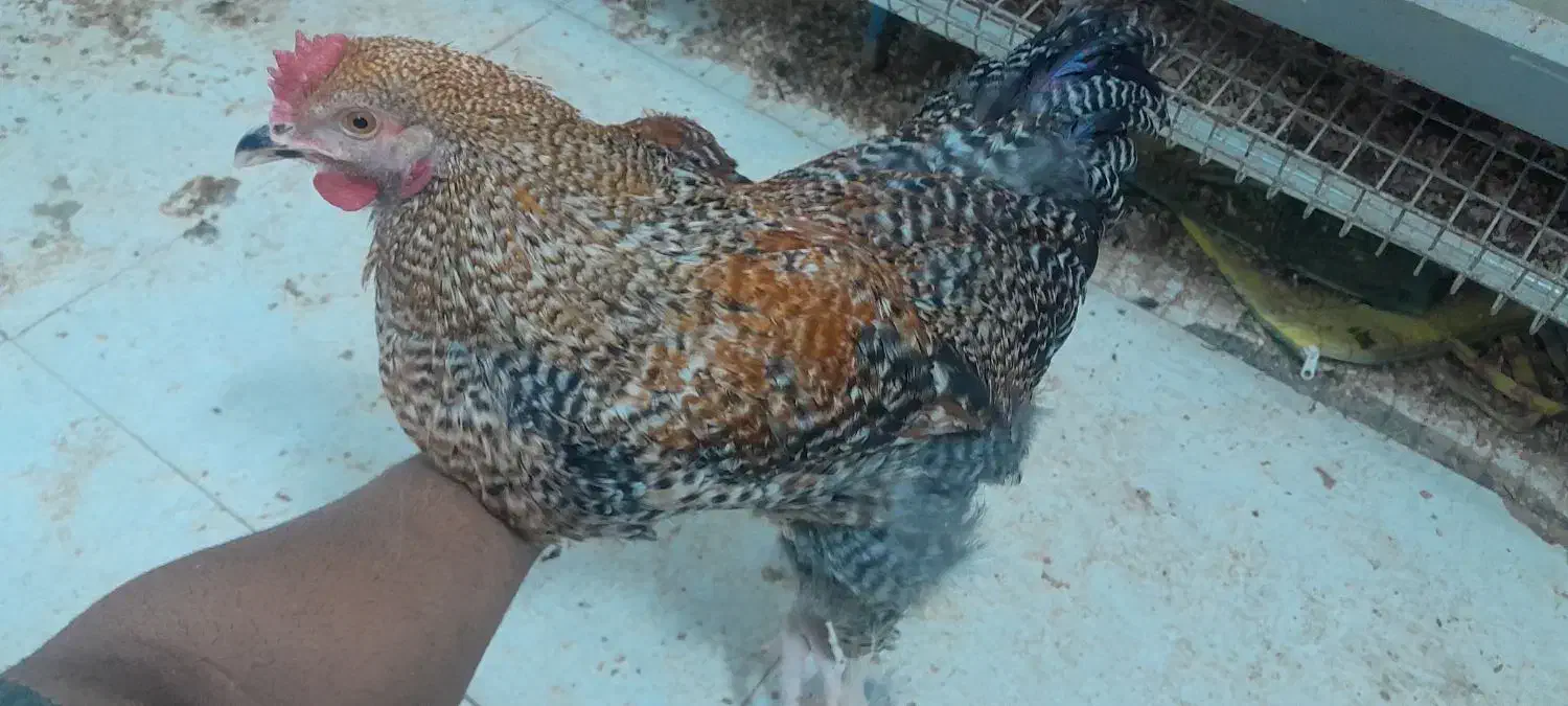 خروس قفس مرغ تخمگذار|حیوانات مزرعه|مشهد, کشف|دیوار