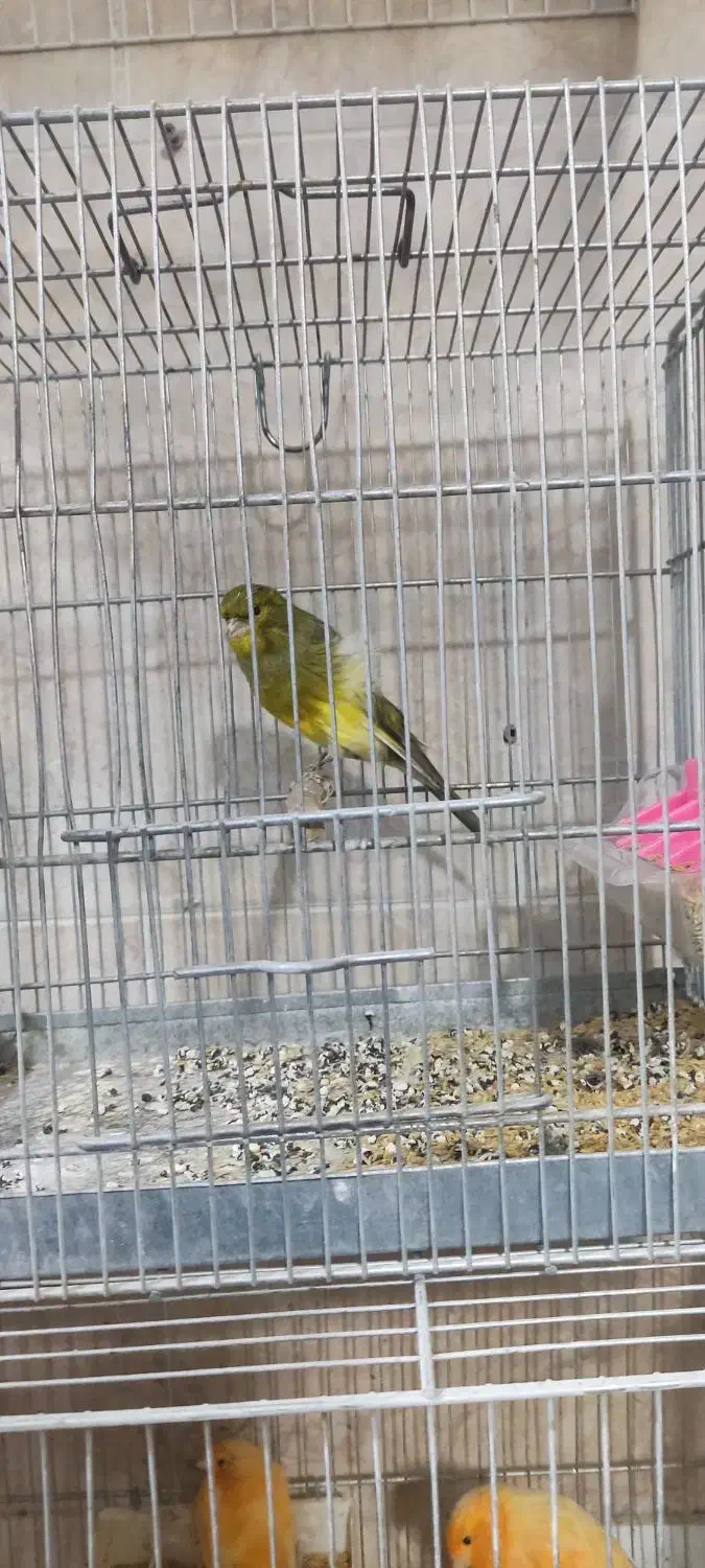 قناری نر|پرنده|هشتگرد, شهرک بعثت|دیوار