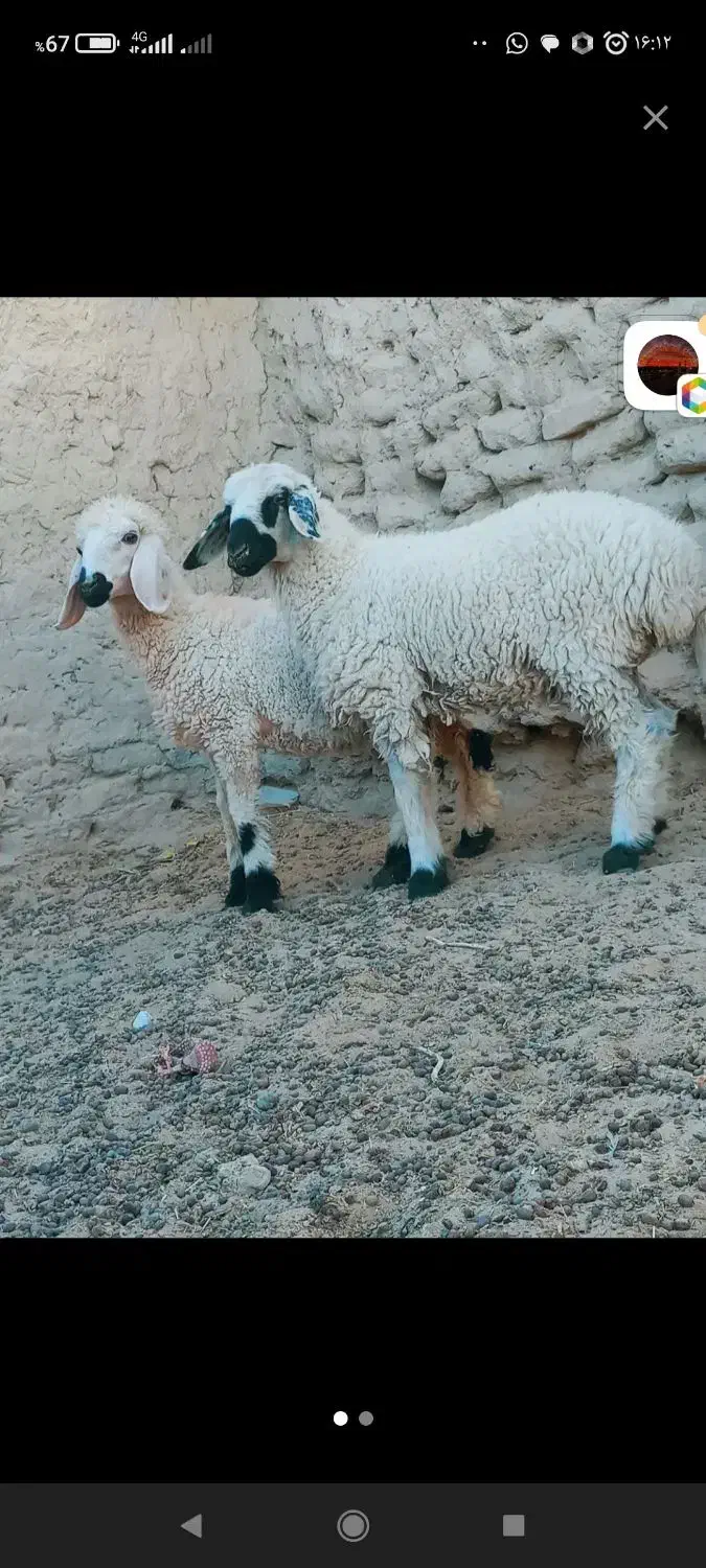 بیده|حیوانات مزرعه|نگین کویر, |دیوار