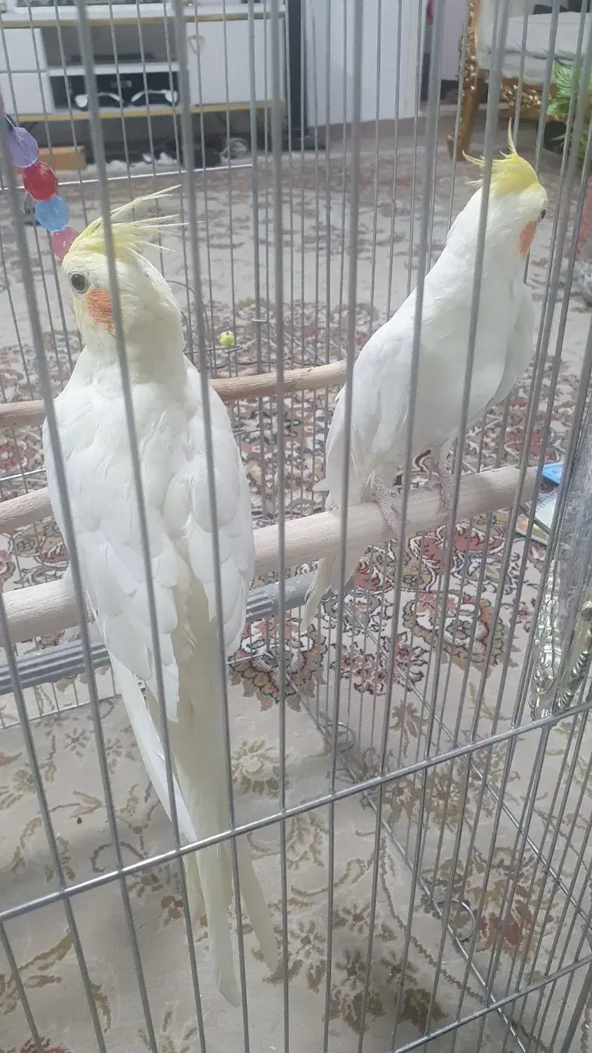 یک جفت عروس هلندی و طوطی برزیلی|پرنده|ری, فیروزآبادی|دیوار