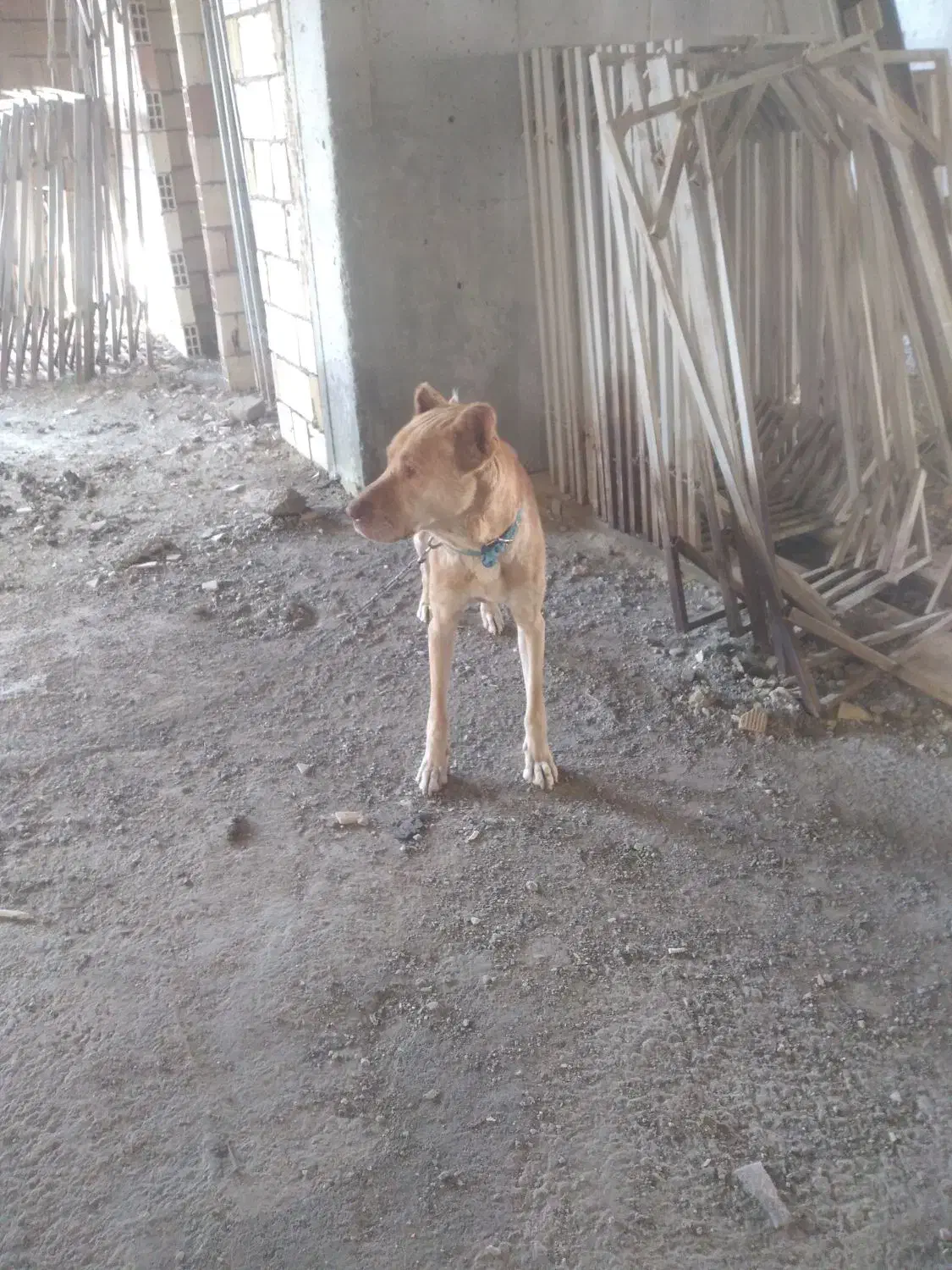 سگ نگهبان جوان وعالی|سگ|مهاجران, |دیوار