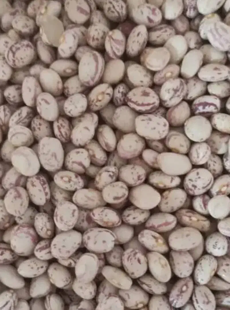 خشکباری ارزانکده مرغوب|خوردنی و آشامیدنی|شیراز, دست خضر|دیوار