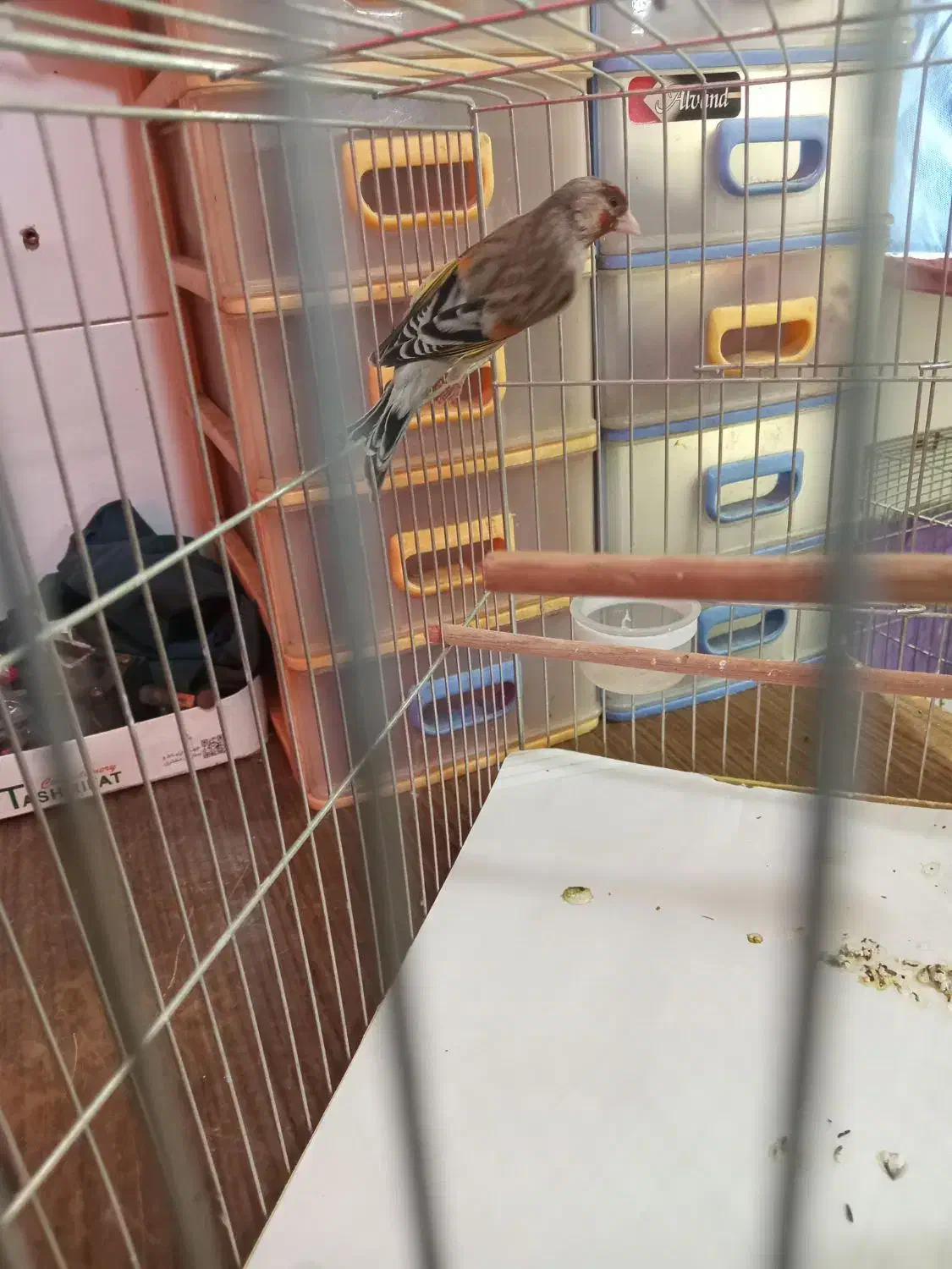 تعداد ی سهره و سهره قناری به فروش میرسد.|پرنده|میانه, |دیوار