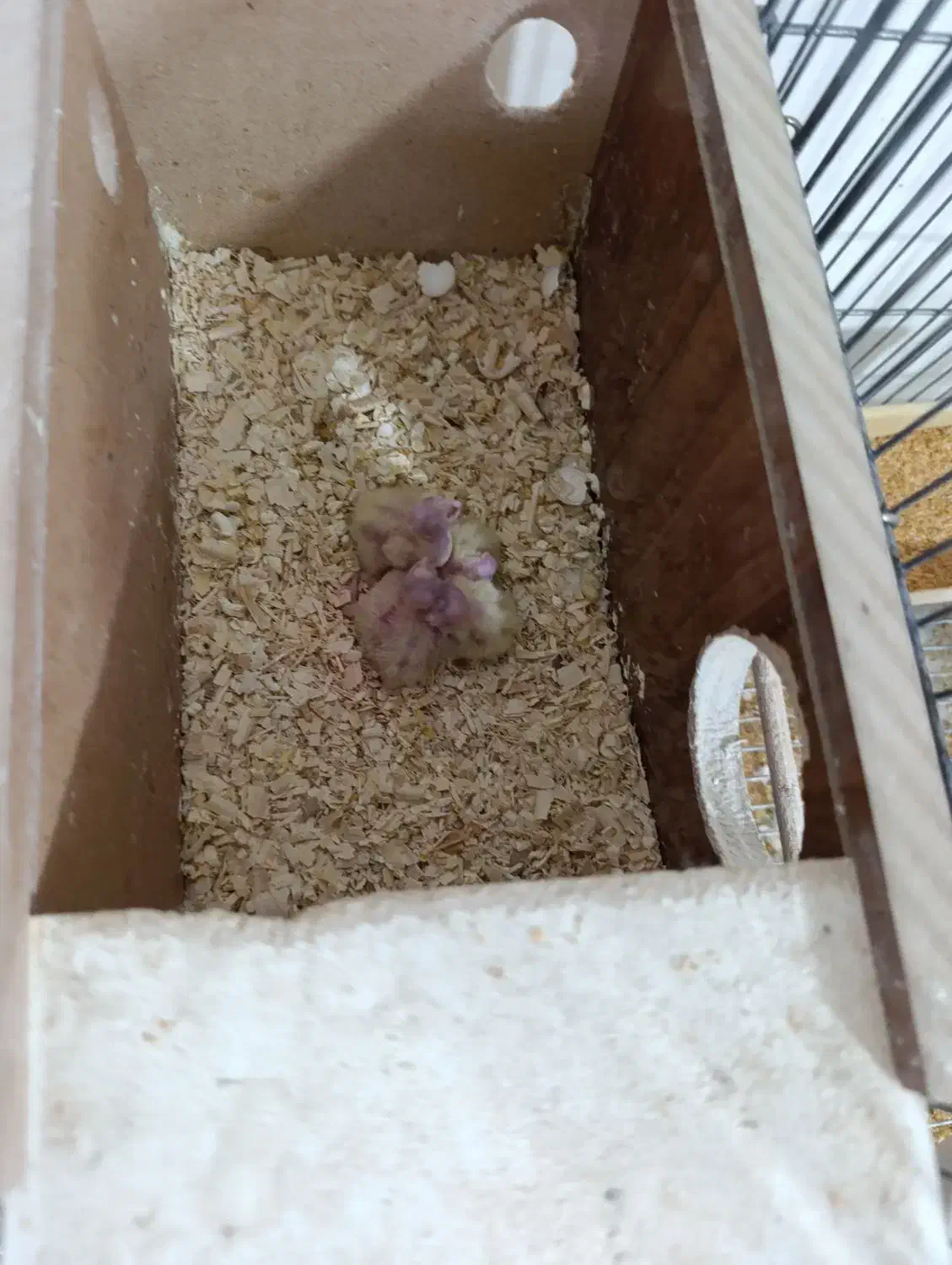 3 جفت طوطی عروس با جوجه نر و ماده تکی هم هست|پرنده|بندر ماهشهر, |دیوار