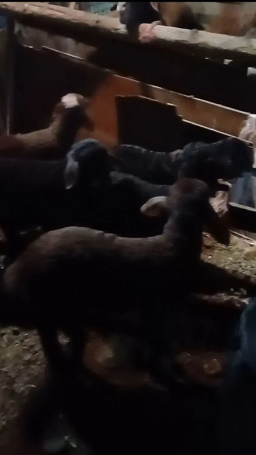 فروش بره|حیوانات مزرعه|اردبیل, |دیوار