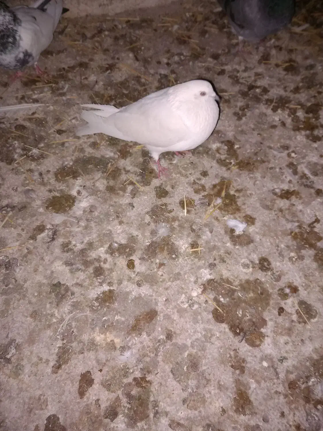 کبوتر سفید|پرنده|کبودرآهنگ, |دیوار