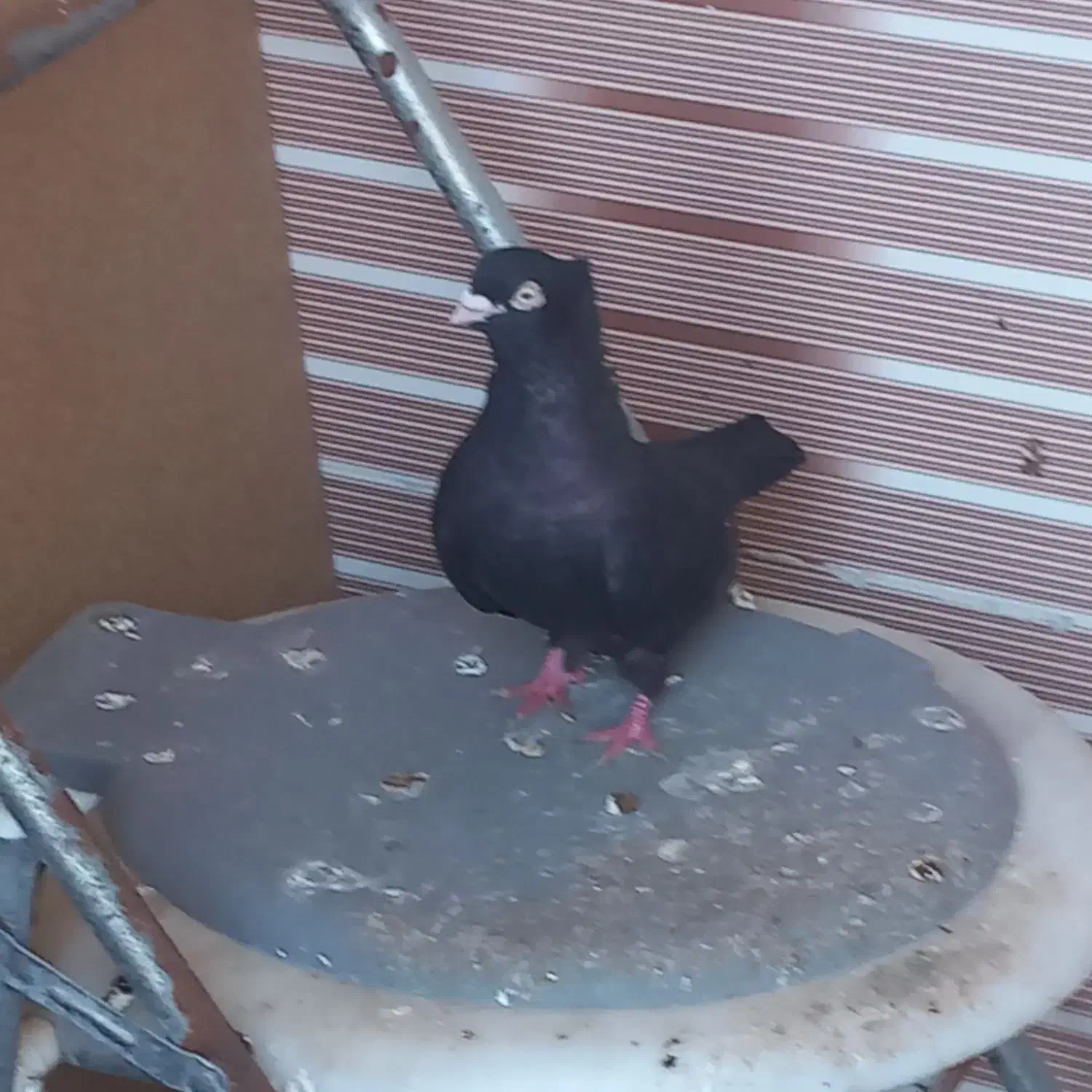 کبوتر|پرنده|بندر امام خمینی, |دیوار