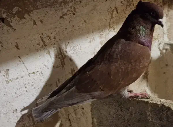 کفتر، جفت زاغ مهر ، سرخ نر ،زاغ آبادانی|پرنده|فشاپویه, |دیوار