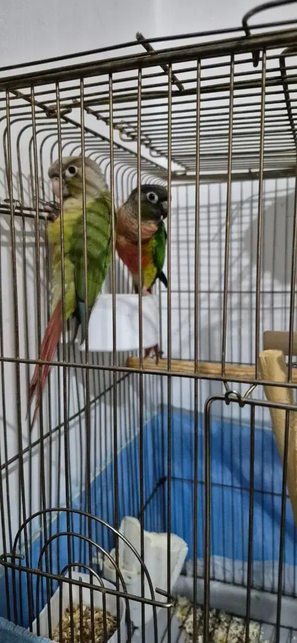 طوطی گرینچیک|پرنده|بوکان, |دیوار