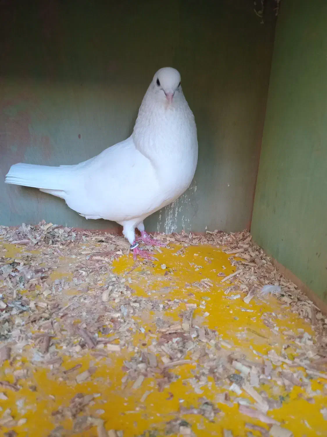 کبوتر سفید منشی|پرنده|رشت, کوی جام جم|دیوار