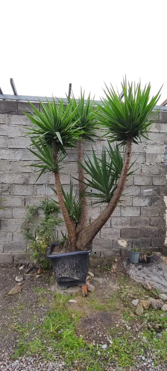 فروش یوکا بنسای|گل و گیاه طبیعی|تنکابن, |دیوار