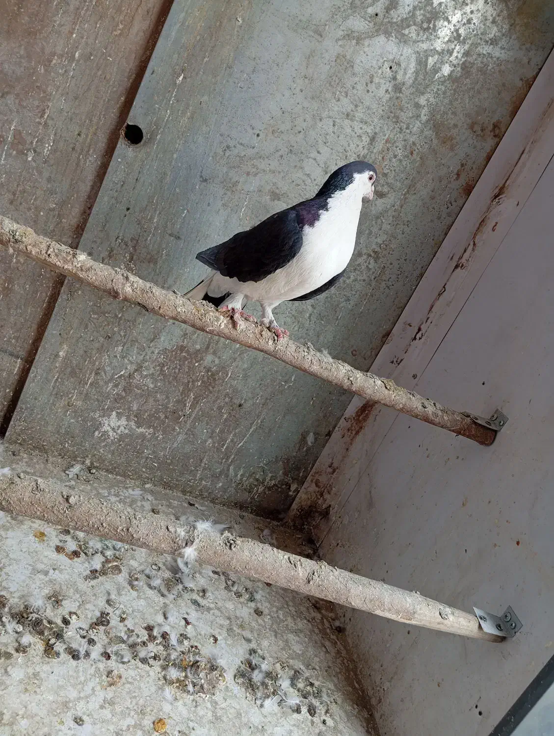 کبوتر|پرنده|پاکدشت, پاکدشت (مامازند)|دیوار