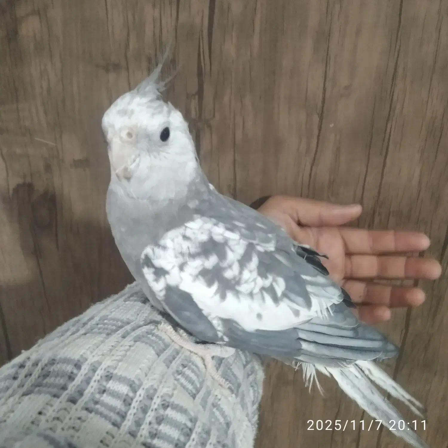 عروس هلندی|پرنده|تربت جام, فاز ۱ فرهنگیان|دیوار