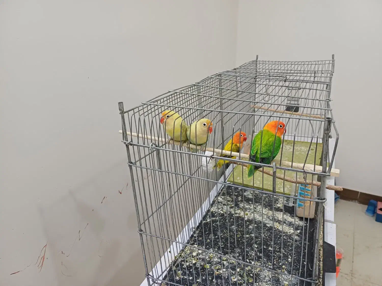 طوطی کتوله|پرنده|رفسنجان, |دیوار