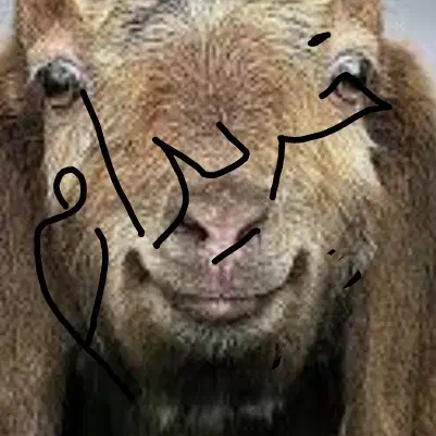 گوسفند|حیوانات مزرعه|جوانرود, |دیوار