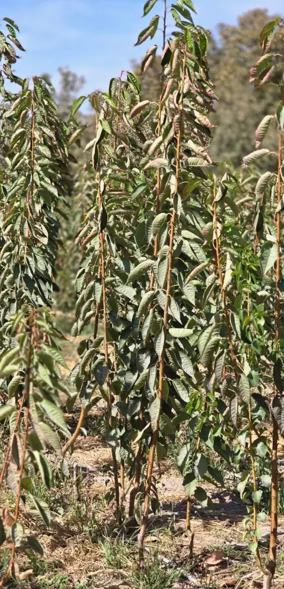 نهال گیلاس تکدانه مشهد|خدمات باغبانی و درختکاری|مرند, |دیوار