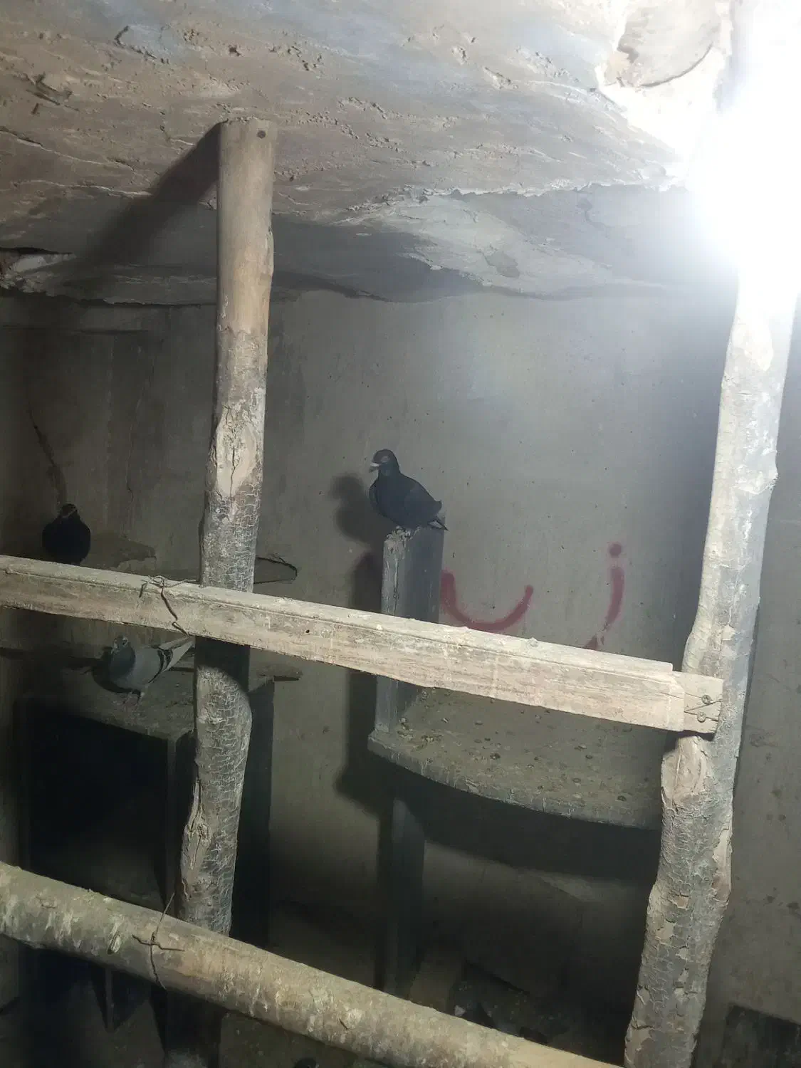 کبوتر شهری وبهبهانی|پرنده|شیراز, شاهچراغ|دیوار