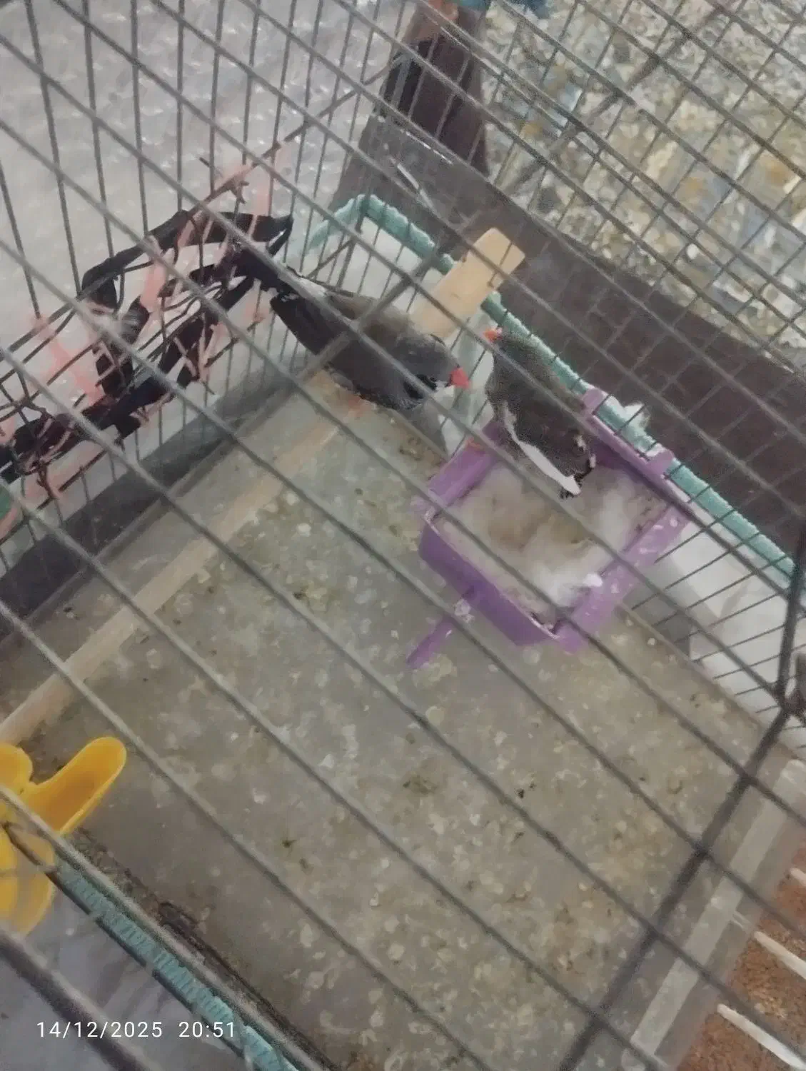 فنچ|پرنده|مسجد سلیمان, |دیوار