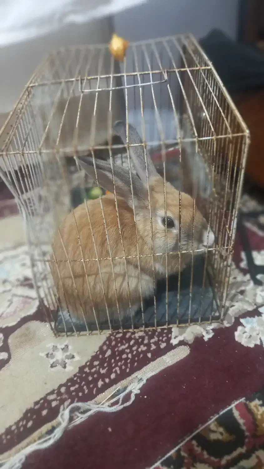 خرگوش هلندی باهوش|موش و خرگوش|سبزوار, شرق کال عیدگاه|دیوار