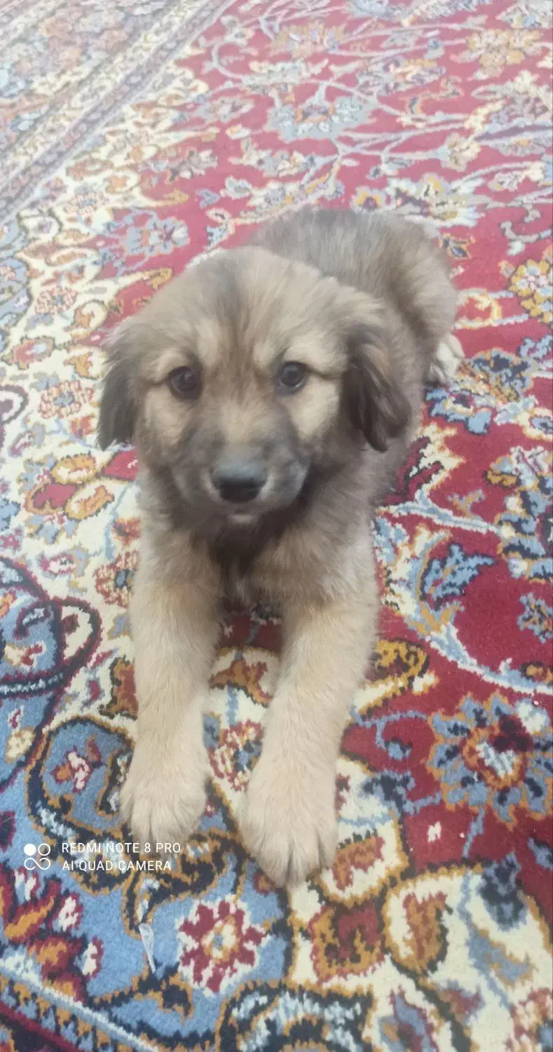 واگذاری توله اشپیتز|سگ|جهرم, |دیوار