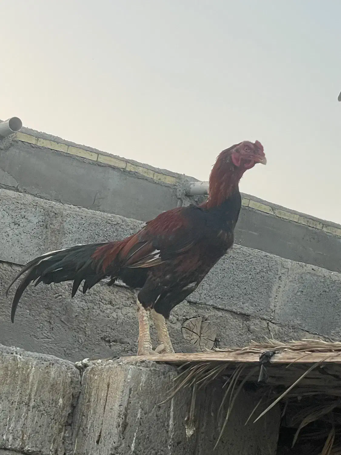 خروس لاری|حیوانات مزرعه|رودان, |دیوار