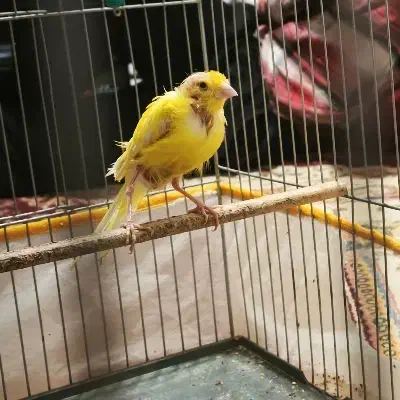 قناری ماده|پرنده|کرمان, |دیوار