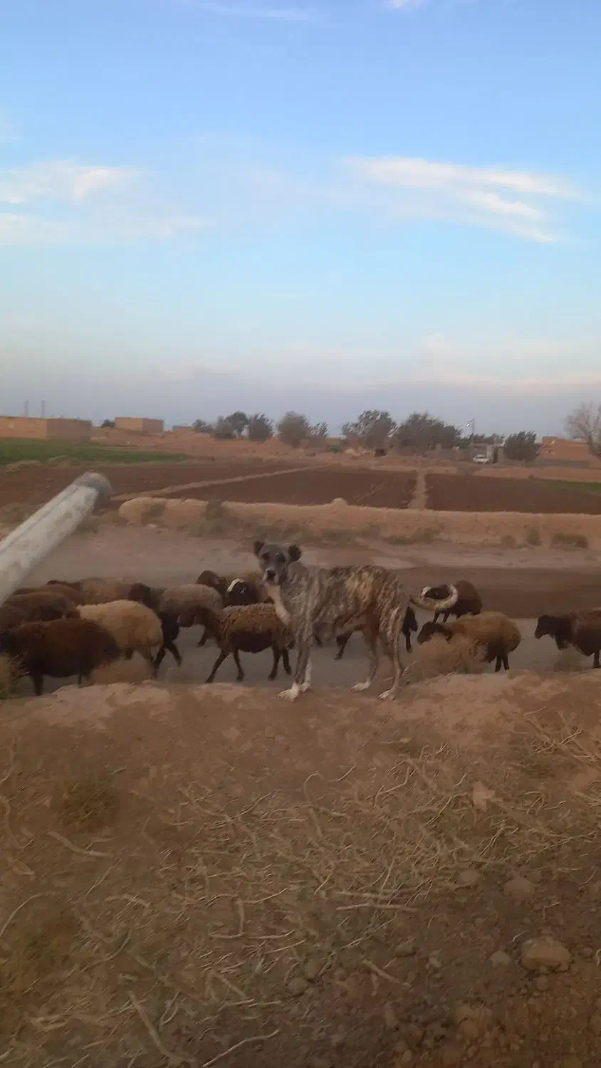 سگ ماده گله|سگ|اسحاق آباد, |دیوار