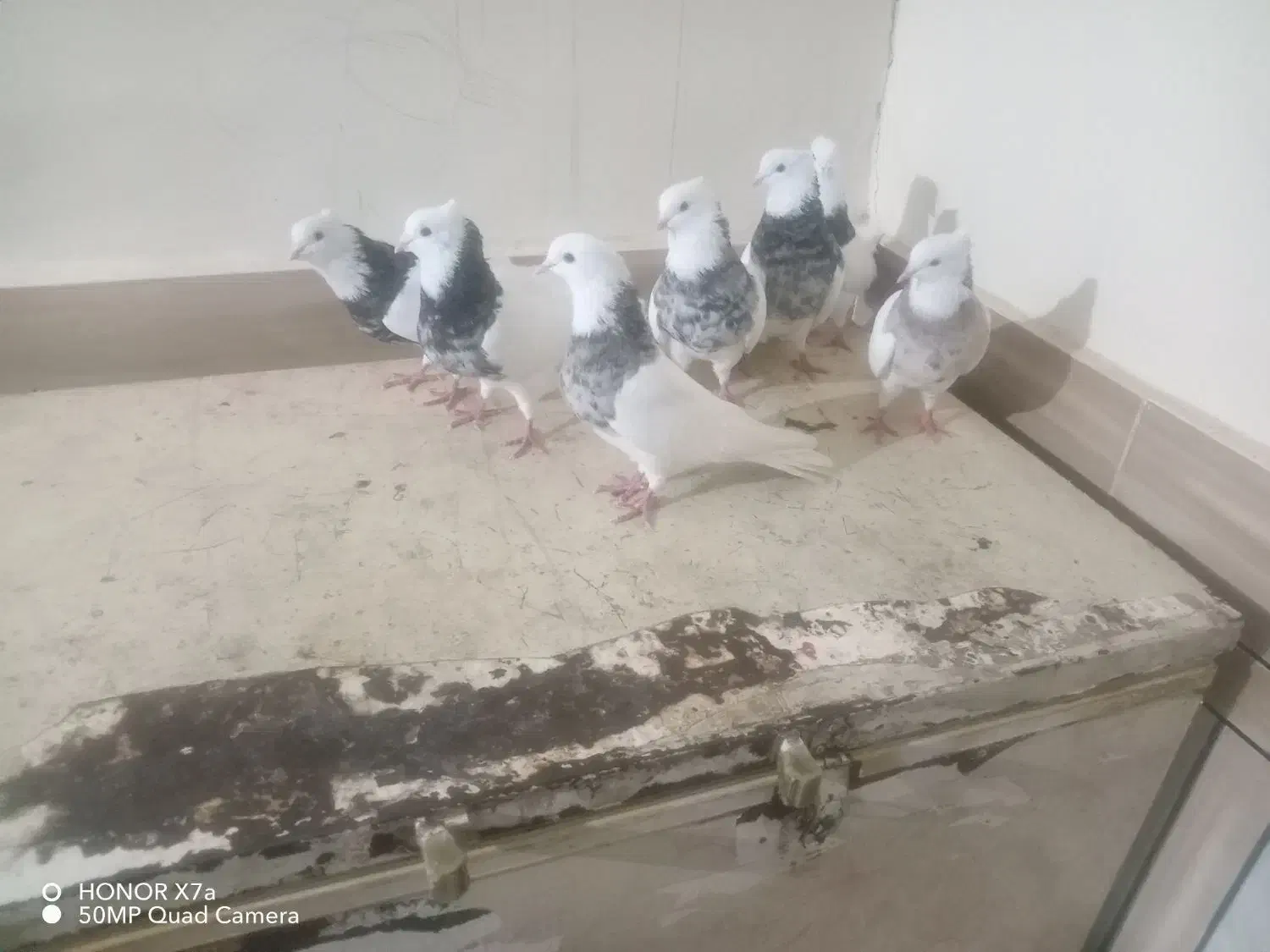 کبوتر توقی هفت رنگ|پرنده|شادگان, |دیوار