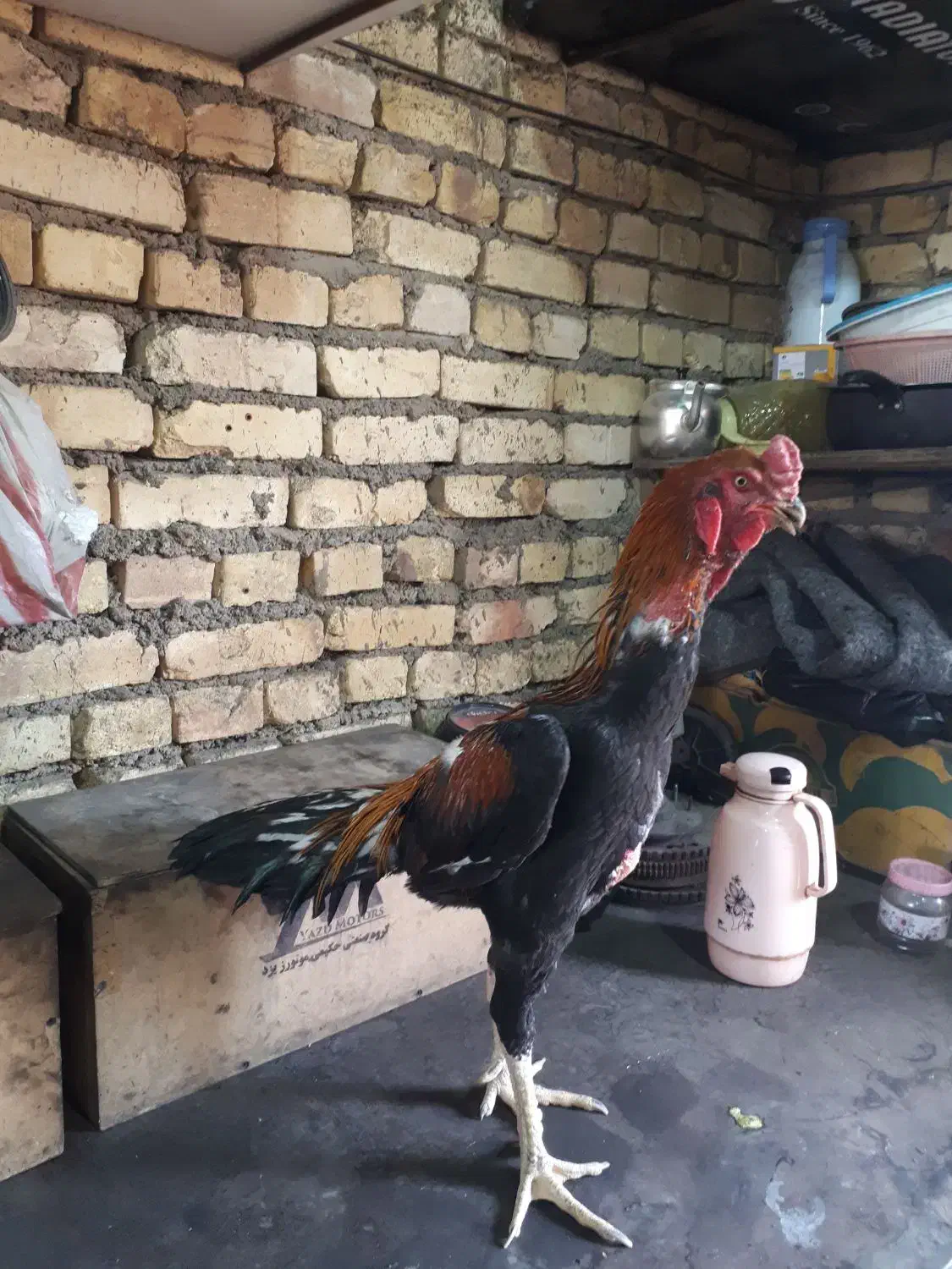 خروس لاری|حیوانات مزرعه|تهران, افسریه شمالی|دیوار