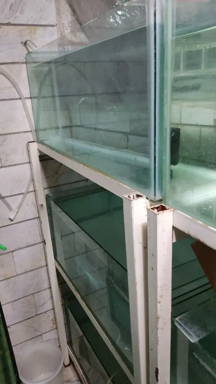 پایه اکواریوم پرورش ماهیان زینتی|ماهی|قم, باغ شریفی|دیوار