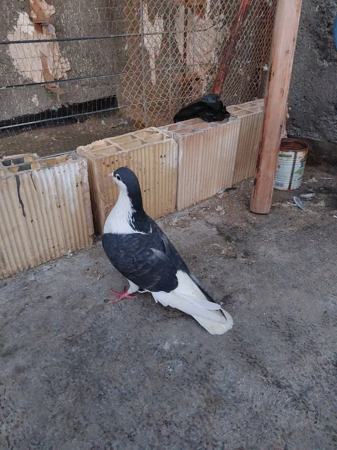 کبوتر|پرنده|مشهد, کشف|دیوار