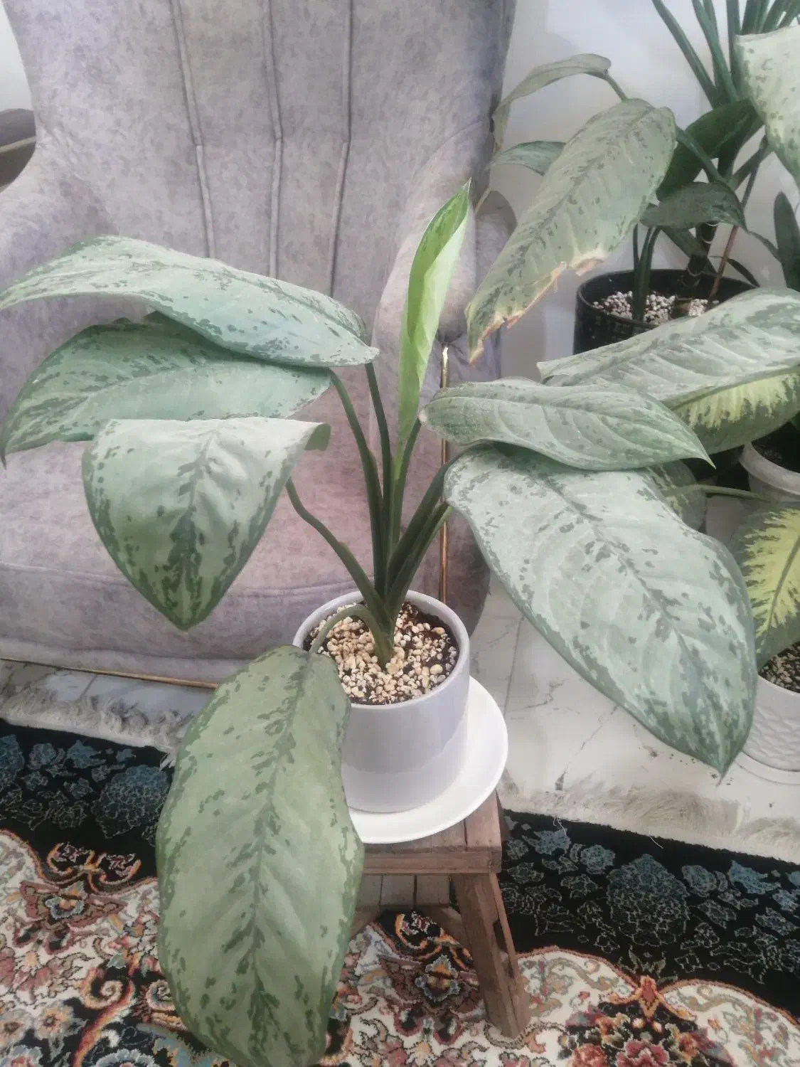 گل و گلدان|گل و گیاه طبیعی|شیراز, کوشک بیدک|دیوار