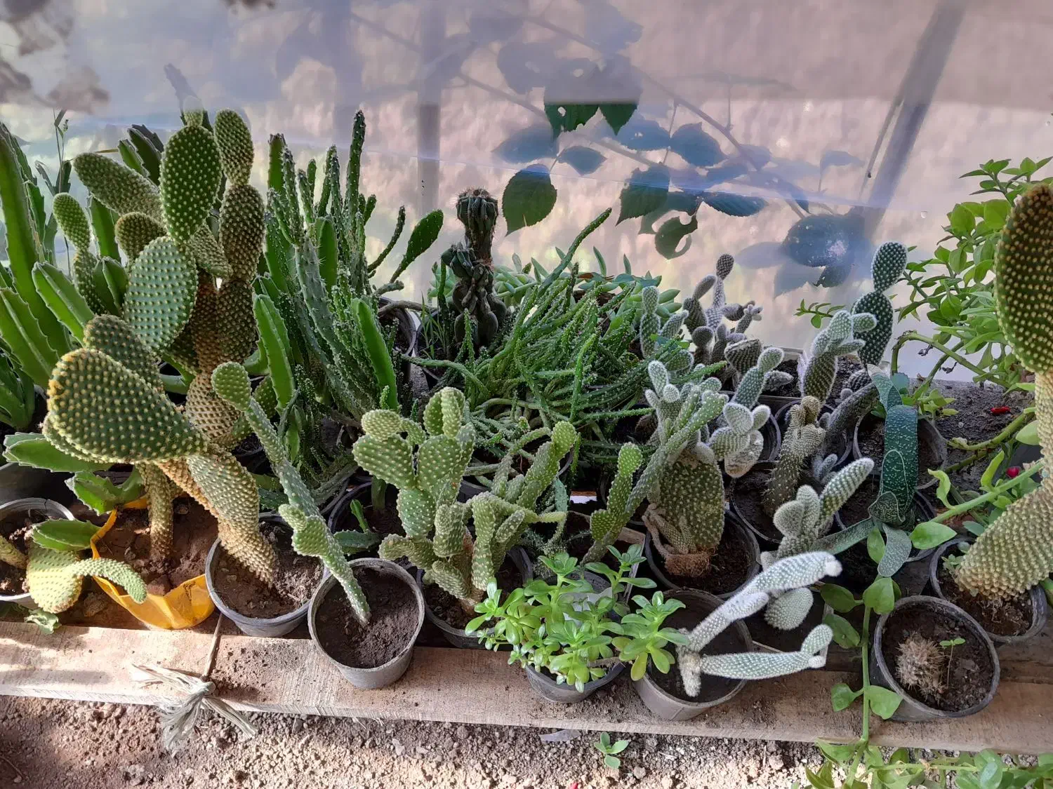 گلها ۲۰ تا ۳۰|گل و گیاه طبیعی|رودبنه, |دیوار