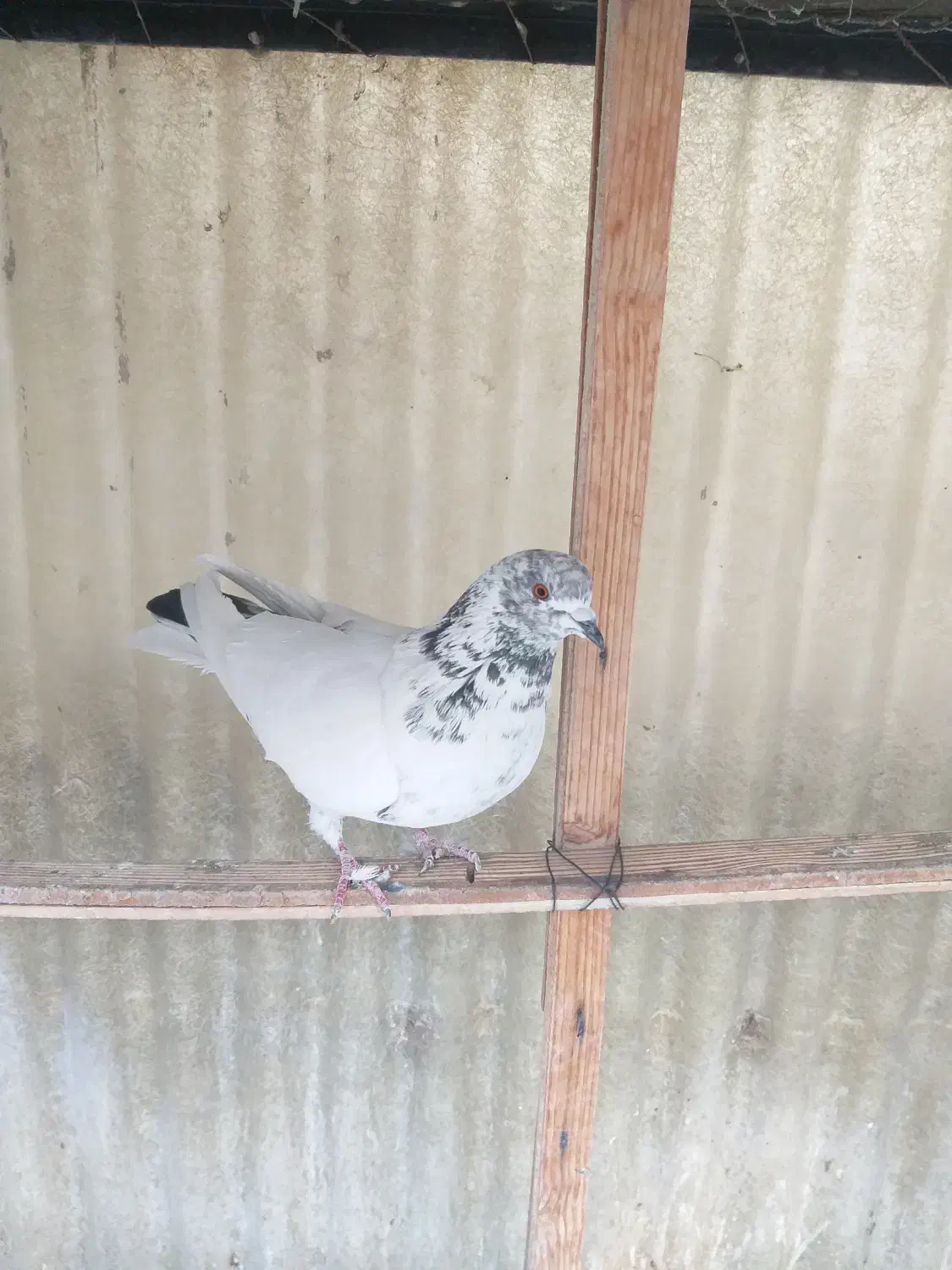 یک عدد کفتر کله دار ماده سو قدیم پرشی|پرنده|ری, سیزده آبان|دیوار