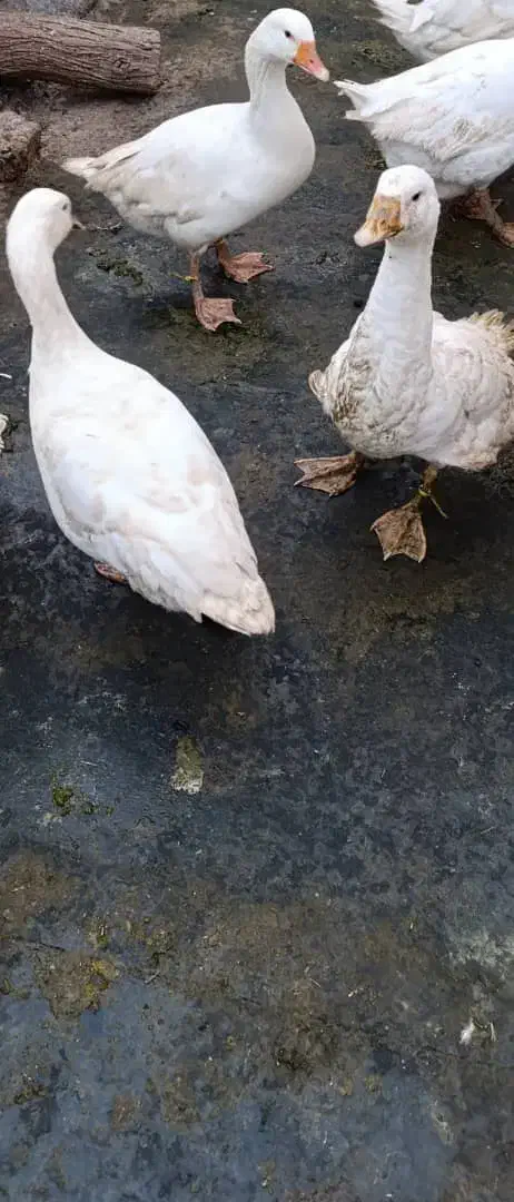 غاز|حیوانات مزرعه|شوشتر, |دیوار