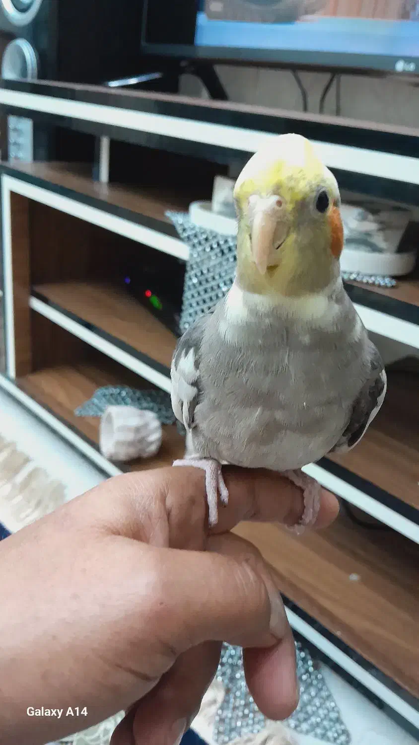 عروس هلندی نر|پرنده|پاکدشت, پاکدشت (مامازند)|دیوار