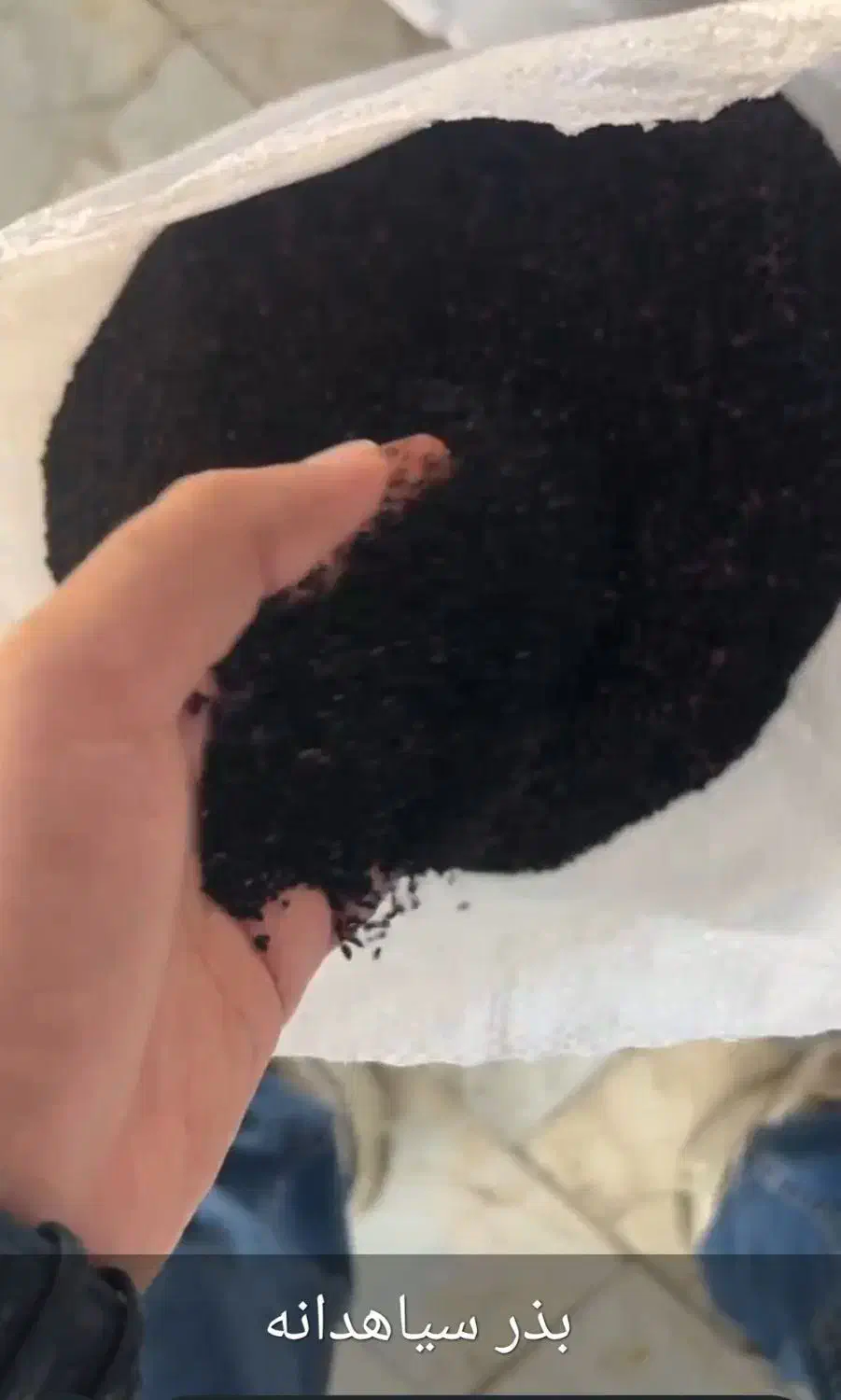 بذر سیاهدانه|خدمات باغبانی و درختکاری|بندر ترکمن, |دیوار