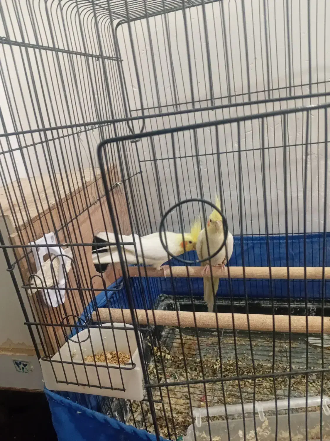 عروس هلندی|پرنده|سلماس, |دیوار