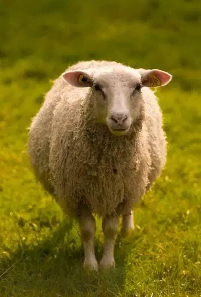 قربونی گوسفند خوش گوشت|حیوانات مزرعه|تاکستان, |دیوار