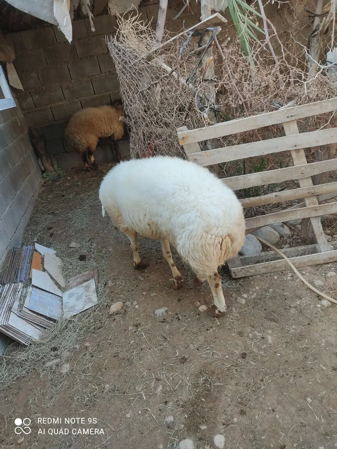 فروش قوچ نر|حیوانات مزرعه|قلعه قاضی, |دیوار