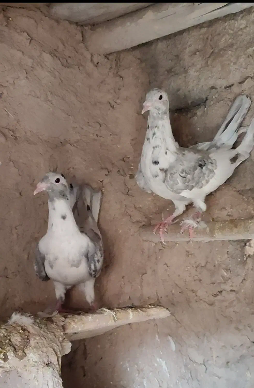 جوانه سار سرور|پرنده|چناران, |دیوار