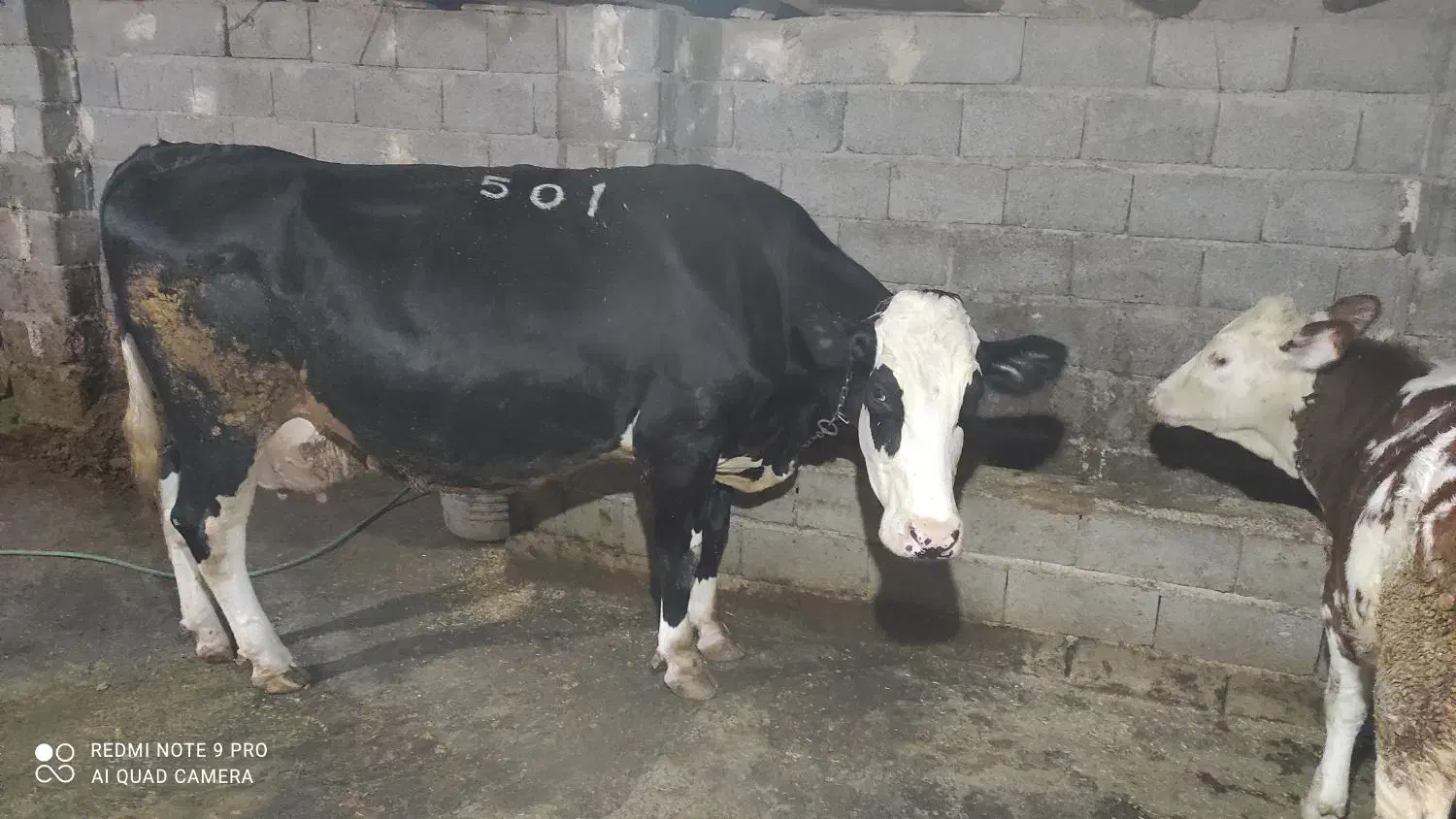 مایل به معاوضه نیستم|حیوانات مزرعه|جیرنده, |دیوار