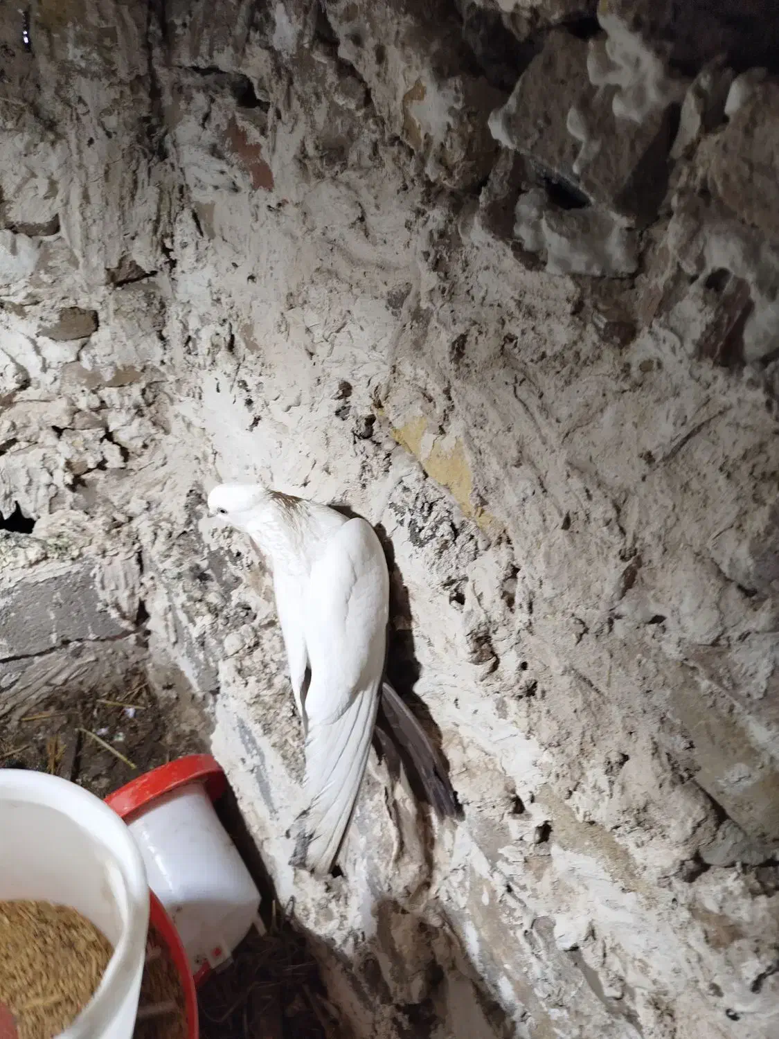 کبوتر دمبی بادمجانی|پرنده|میانه, |دیوار