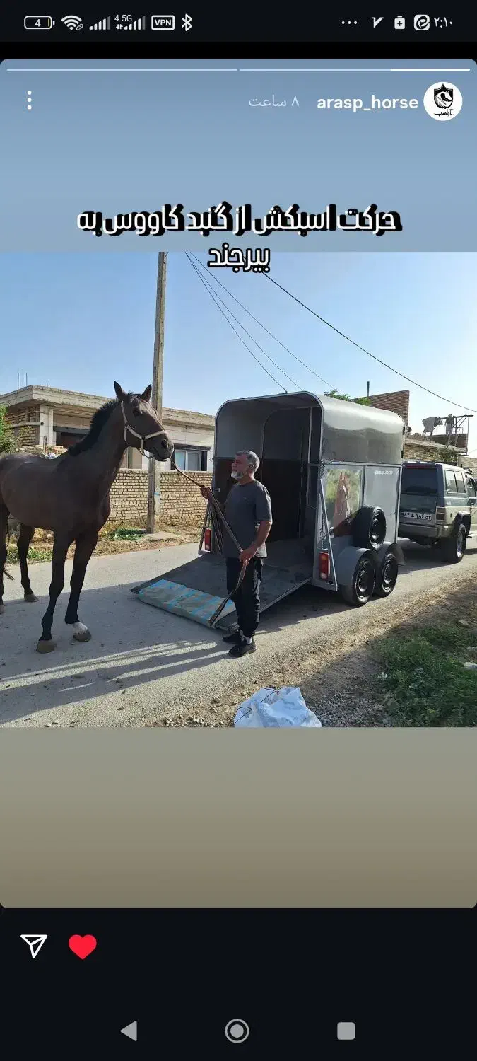 نریان دوخون کلاس 1|اسب و تجهیزات اسبسواری|زاهدان, |دیوار