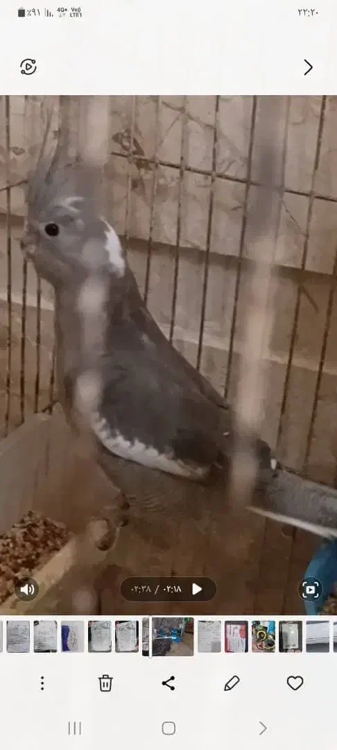 عروس هلندی|پرنده|بندر گناوه, |دیوار